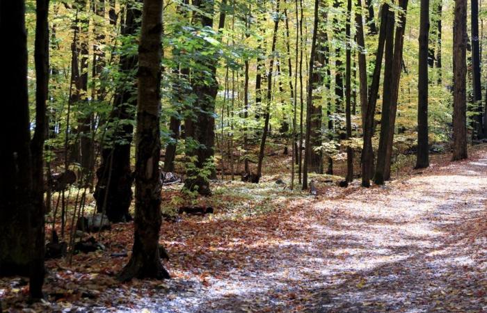 Un séjour en nature améliorerait la santé mentale de certains jeunes