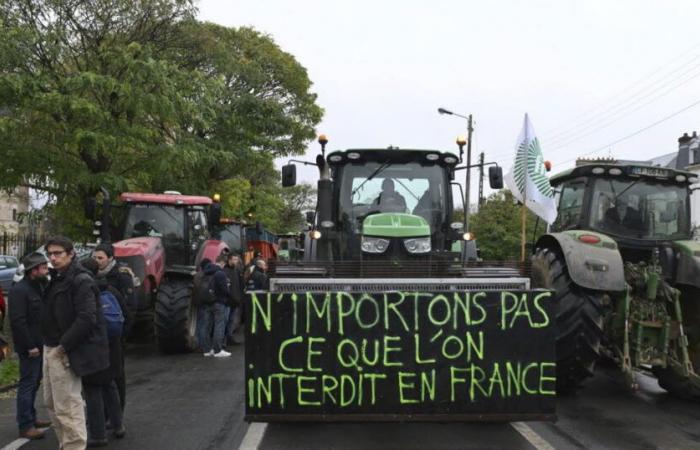 le ministre italien de l’Agriculture contre l’accord avec le Mercosur