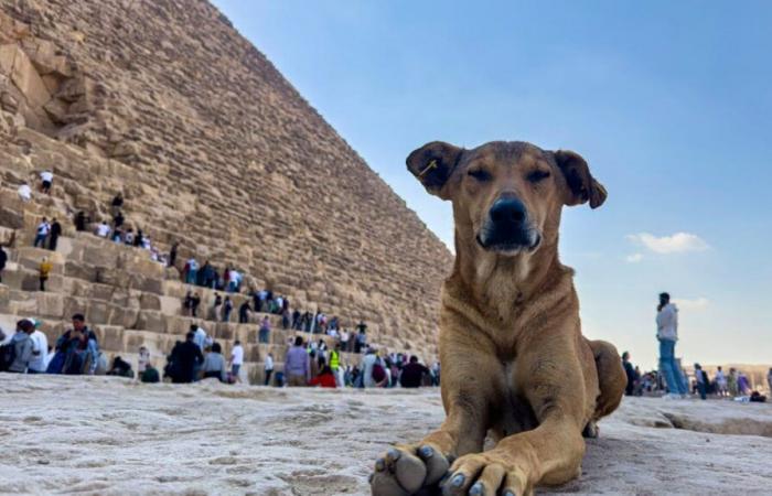 Apollon et ses amis chiens, nouvelles stars des pyramides