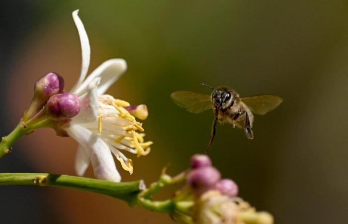 Les abeilles et le miel français souffrent de plus en plus du changement climatique