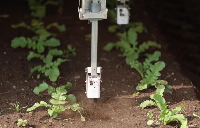 Planète bleue, idées vertes | L’intelligence artificielle pour réduire l’utilisation d’herbicides