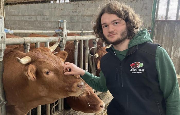 à la tête d’un élevage bovin à 22 ans, Lucas Boulat, l’éloge du courage