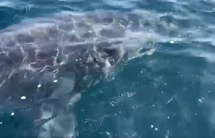 Un grand requin blanc observé dans les eaux de Port-Cros