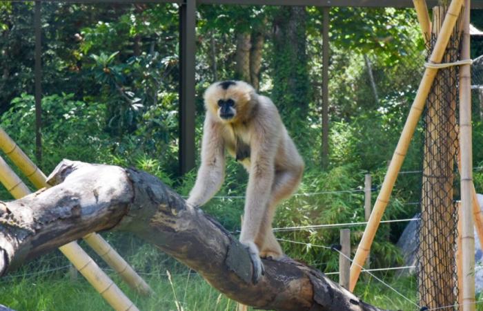 A Lyon, 16 associations demandent à Grégory Doucet de fermer le zoo de la Tête d’Or