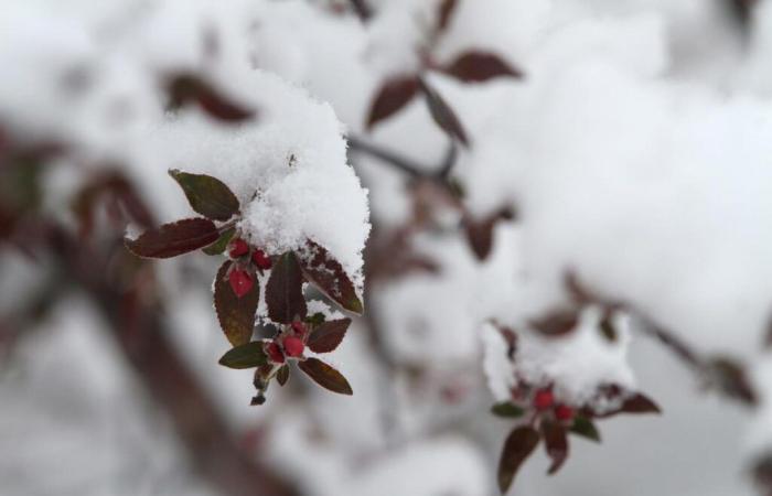 Avertissements météorologiques hivernaux aux États-Unis, où de la neige pourrait être vue ce week-end