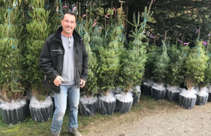 En Isère, un producteur de sapins prépare avant les vacances