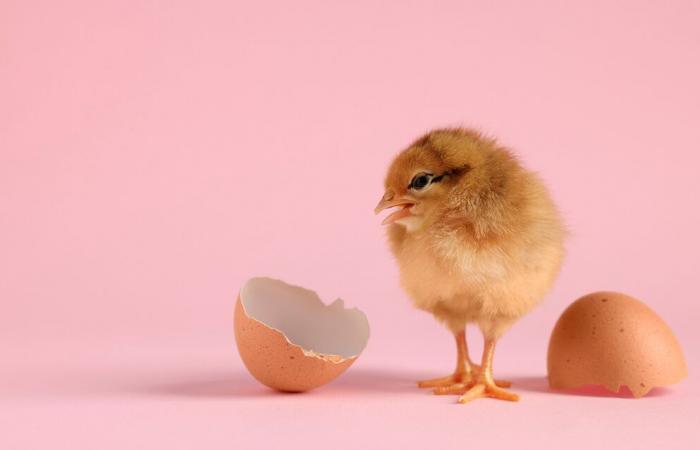 Nous savons lequel de la poule ou de l’œuf est arrivé en premier, voici la réponse de la science