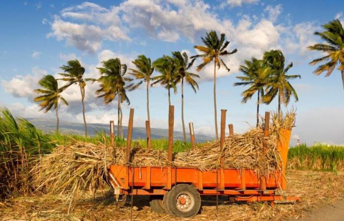 A La Réunion, « sans subventions, la canne à sucre serait déjà morte »