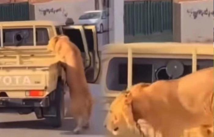 Un lion tombé d’une voiture dans les rues de Libye enflamme les réseaux sociaux (vidéo)