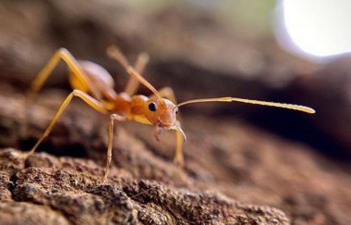 Une nouvelle demeure de fourmis électriques découverte dans le Var