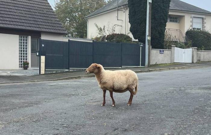 « Rallye », le seul mouton survivant, a été retrouvé par la police municipale de Laval