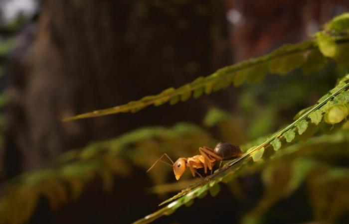 “Les fourmis”, un jeu vidéo immersif et stratégique adapté du roman de Bernard Werber