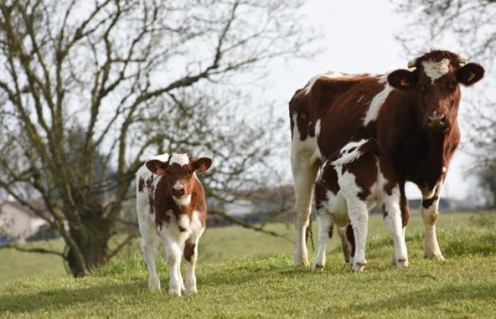 Vacciner les vaches