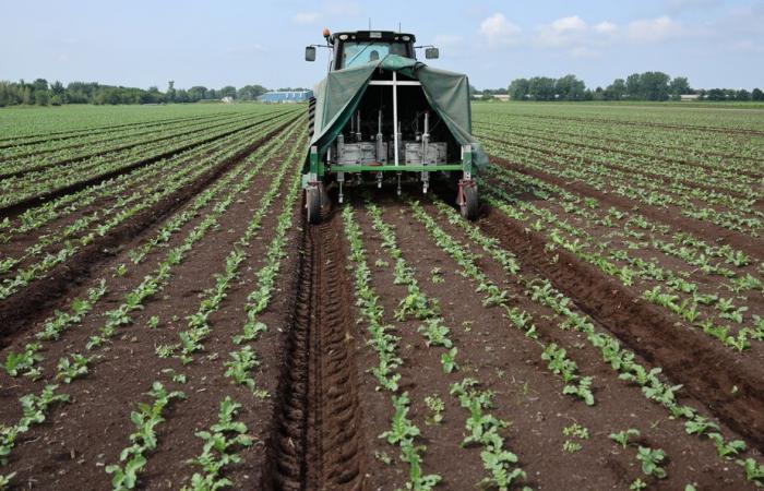 Planète bleue, idées vertes | L’intelligence artificielle pour réduire l’utilisation d’herbicides