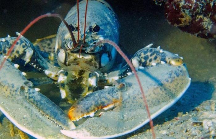 Une famille adopte un homard doré sur l’île d’Ouessant, une espèce très rare : Actualités