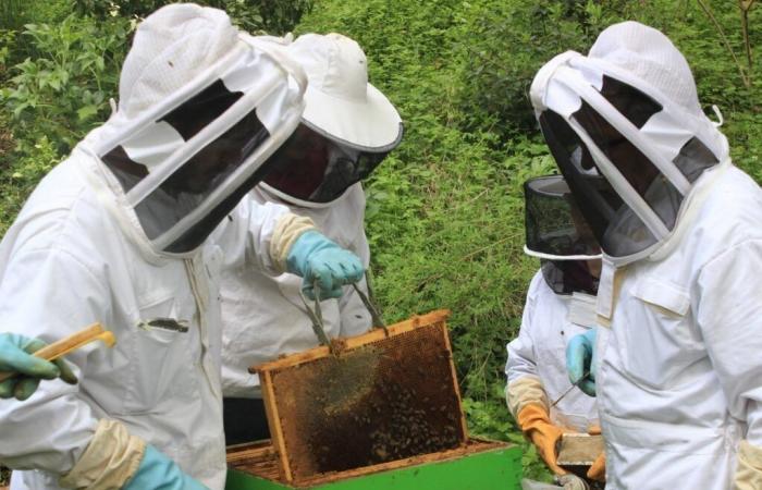 Maine-et-Loire. Cette commune propose des séances pour s’initier à l’apiculture