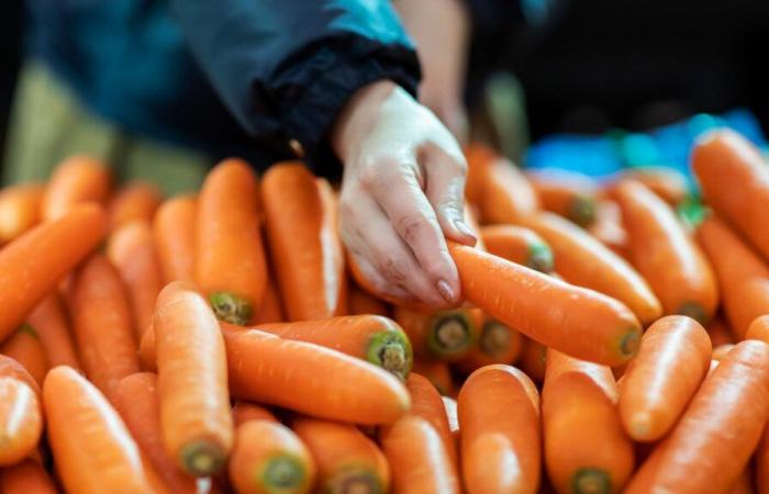 Aux États-Unis, les carottes infectées par E. coli provoquent un décès et des dizaines de maladies