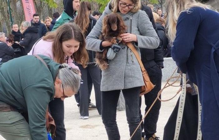 « Paris Sausage Walk 2024 » : 500 teckels défilés