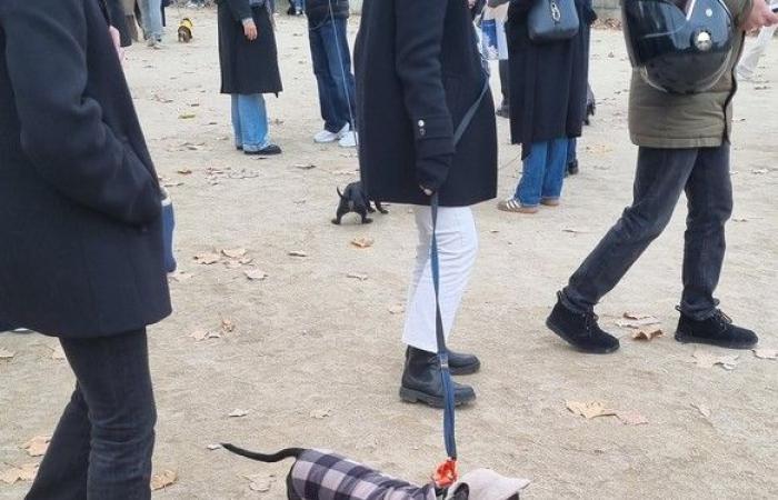 « Paris Sausage Walk 2024 » : 500 teckels défilés