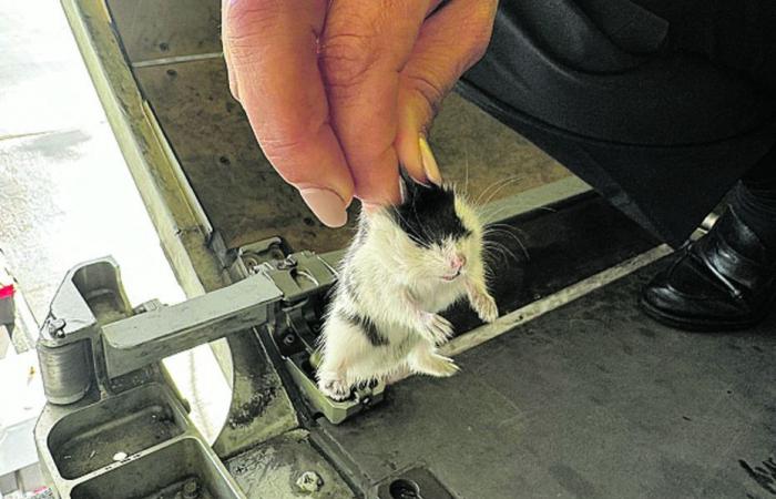 132 hamsters « dangereux », mangeurs de câbles électriques dans la soute de l’avion