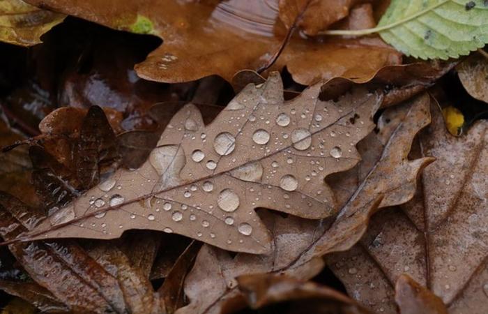 RAPPORT MÉTÉO. Pluie, vent fort et températures douces pour ce mardi en Normandie.