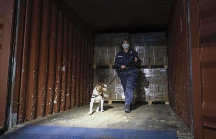 Anvers, porte d’entrée de la cocaïne en Europe