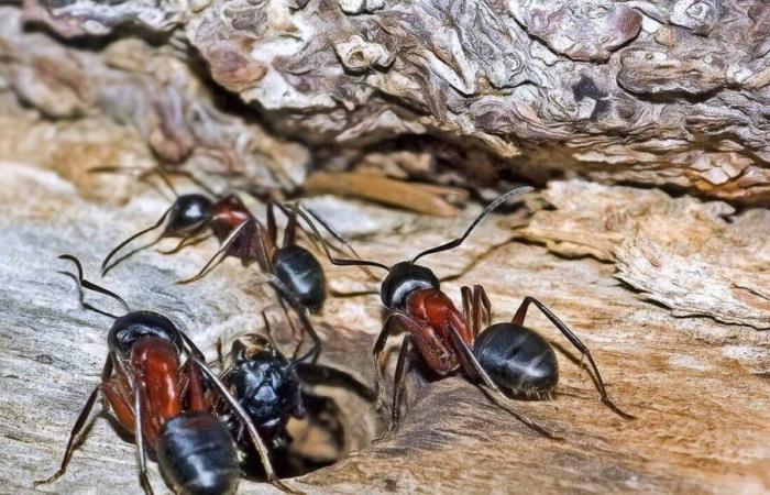 une deuxième épidémie de fourmis électriques signalée dans le Var