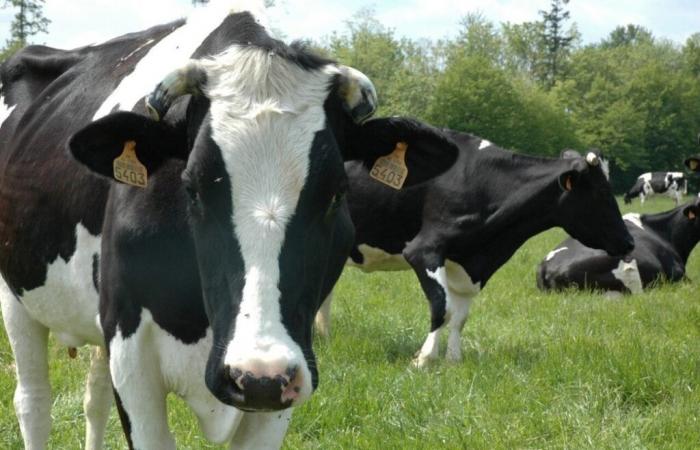 Tuberculose bovine. Dans l’Orne, la zone de surveillance élargie : les communes concernées