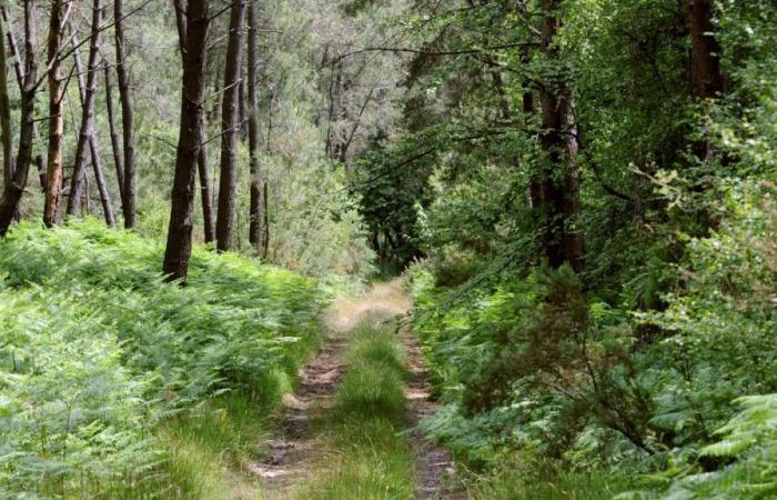 Disparu en forêt depuis 24 heures, un octogénaire retrouvé grâce à sa montre connectée dans le Haut-Rhin