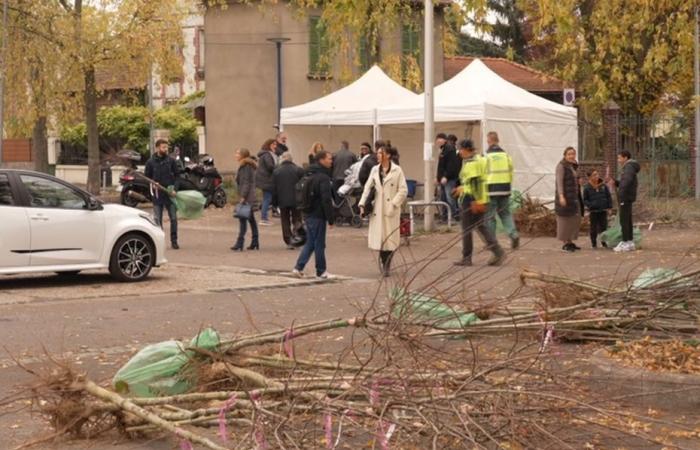 Distributions gratuites d’arbres fruitiers à Drancy