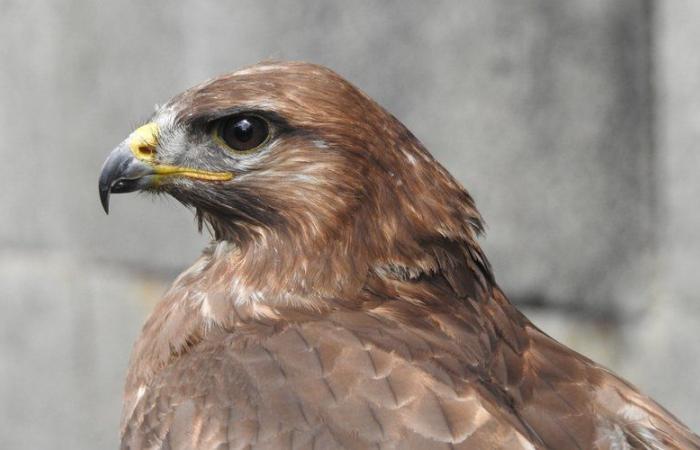 « Passer de 600 accueils à 900, c’est compliqué… » Les animaux sauvages sont de plus en plus secourus en Aveyron