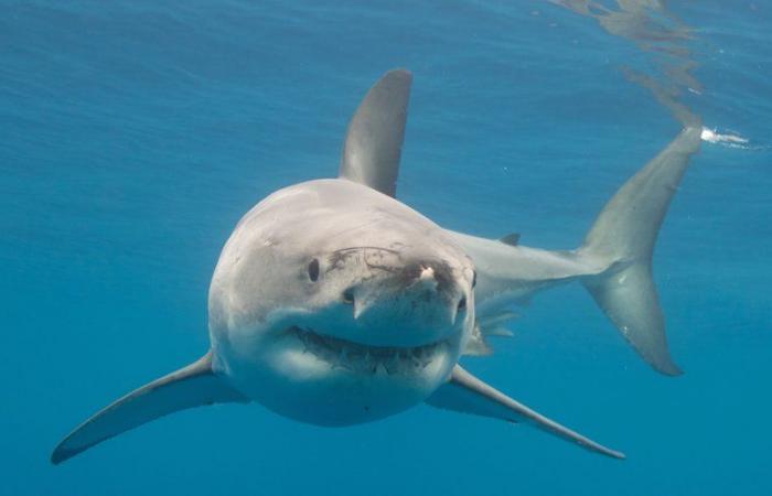 un grand requin blanc de près de 4 mètres de long a été repéré dans les eaux françaises