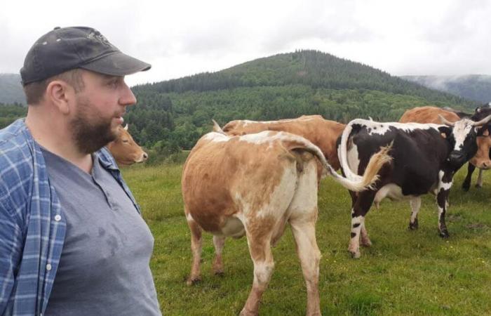 Territoire de Belfort. Une vache retrouvée dévorée dans un pâturage à Etueffont : le loup suspecté