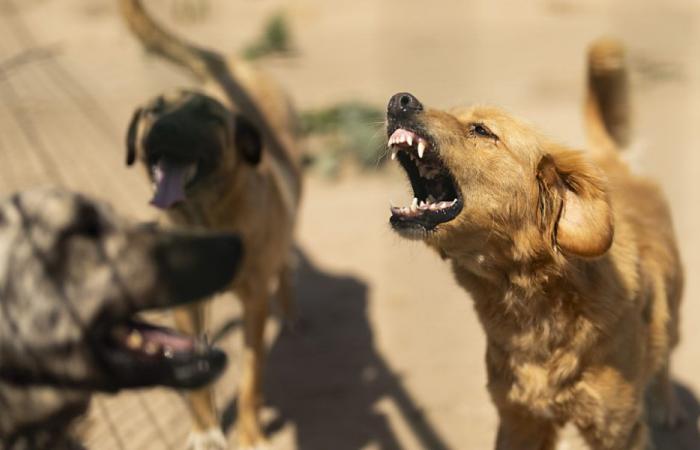 Des chiens exploités dans des conditions « atroces » en Hongrie