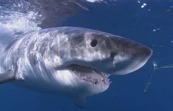 Un requin blanc mesurant plus de trois mètres observé au large des côtes varoises