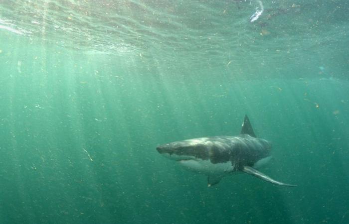 un Grand requin blanc au large du Var