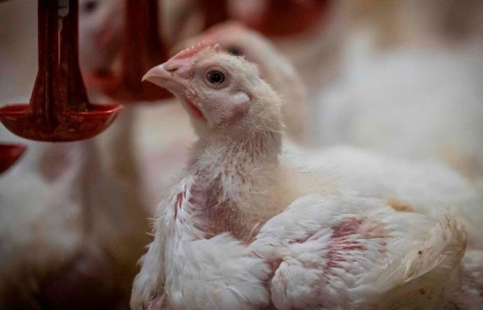 Premier cas confirmé de grippe aviaire en Montérégie cet automne