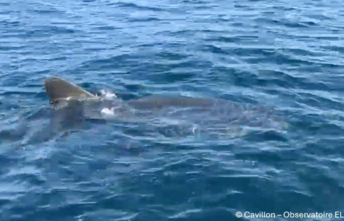 le pêcheur qui a aperçu un grand requin blanc près de Porquerolles témoigne