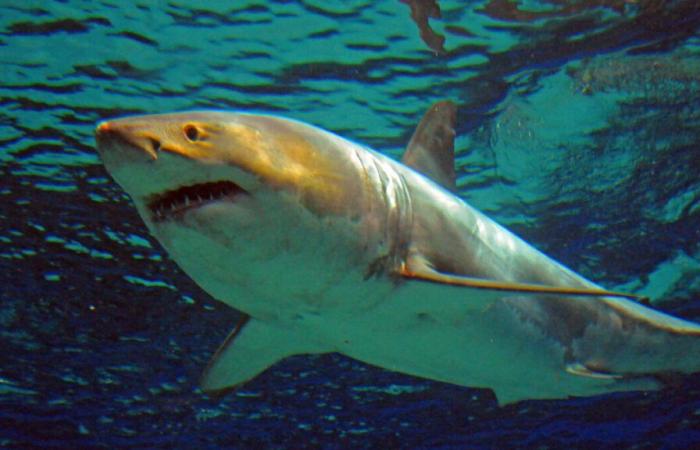 Comment un grand requin blanc s’est-il retrouvé au large de Porquerolles ?