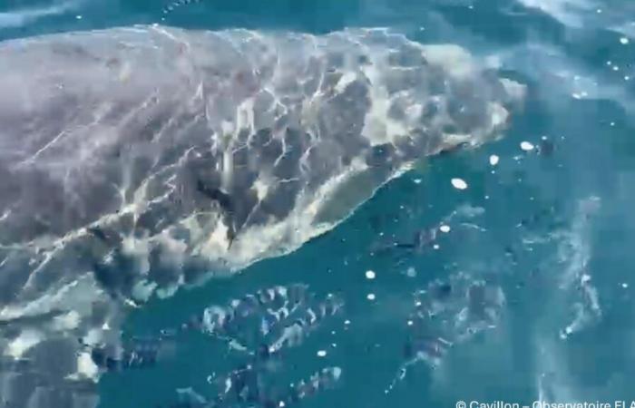 Dans le Var, un grand requin blanc aperçu au large près de Porquerolles