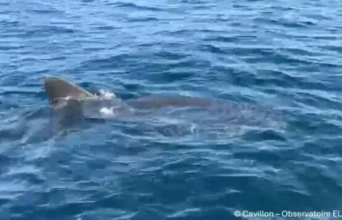 un expert azuréen évoque l’apparition d’un grand requin blanc dans les eaux de Porquerolles