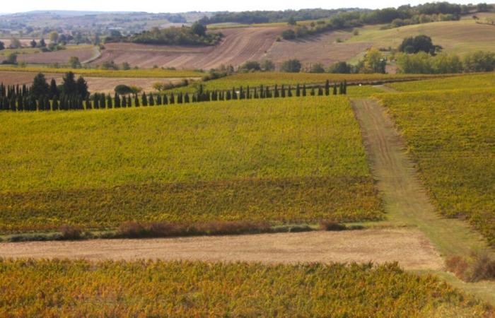 Tarn. Le vin, ce n’est pas seulement la vigne… Cet événement vous invite à découvrir ceux qui gravitent autour