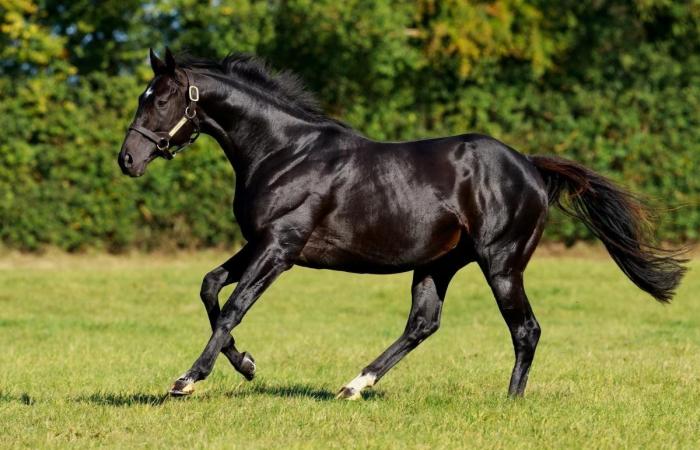 Le Haras d’Etreham annonce les tarifs de saillie 2025 de ses étalons de saut d’obstacles