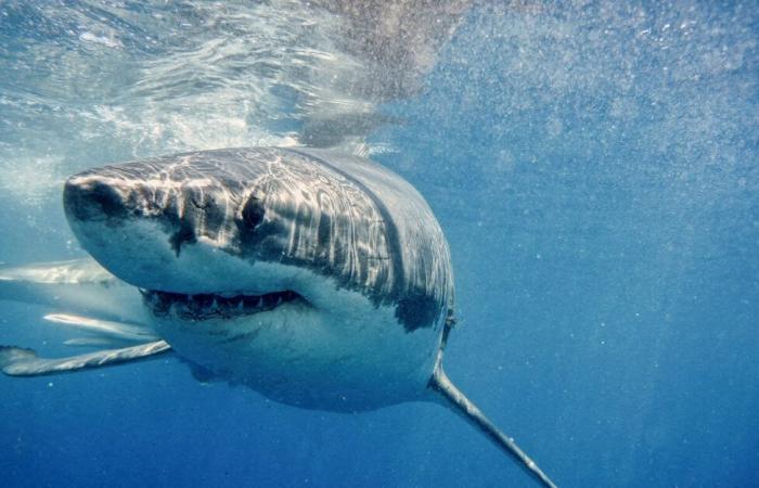 Var. Un grand requin blanc observé près des îles de Porquerolles et Port-Cros