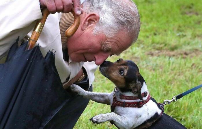 En deuil, Charles et Camilla pleurent “la perte d’un grand amour”