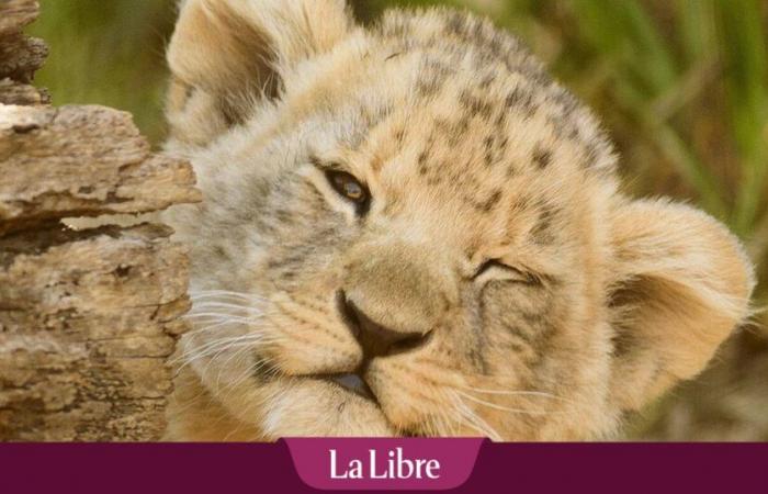 La découverte « rare et époustouflante » d’un félin à dents de sabre intact provoquant une première dans l’histoire de la paléontologie (PHOTO)