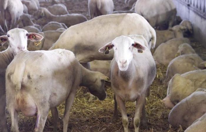 Négociations tendues sur le prix du lait de brebis