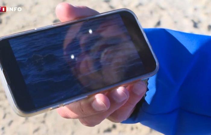 le pêcheur qui l’a filmé raconte sa “rencontre extraordinaire”