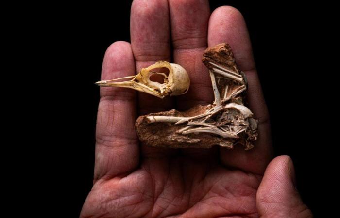 Un fossile d’oiseau vieux de 80 millions d’années découvert au Brésil