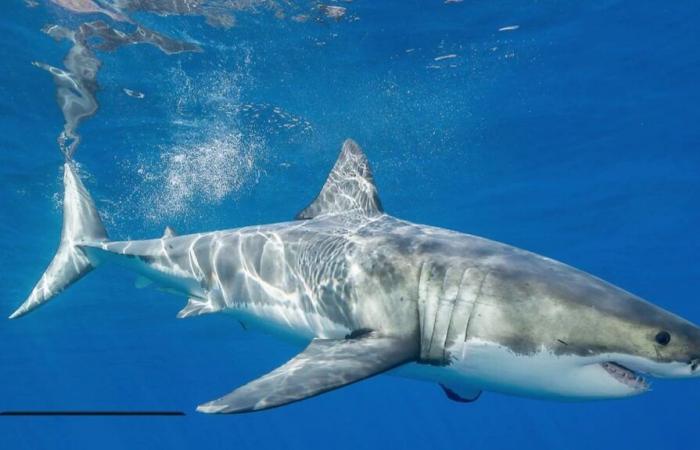 un requin blanc observé au large de Porquerolles